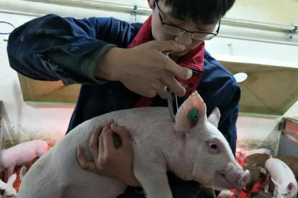 小猪水肿怎么治疗，可皮下注射安钠咖注射液