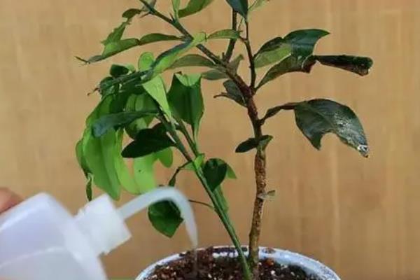 金桔籽播种后多久才能结果，通常最快也要3-5年