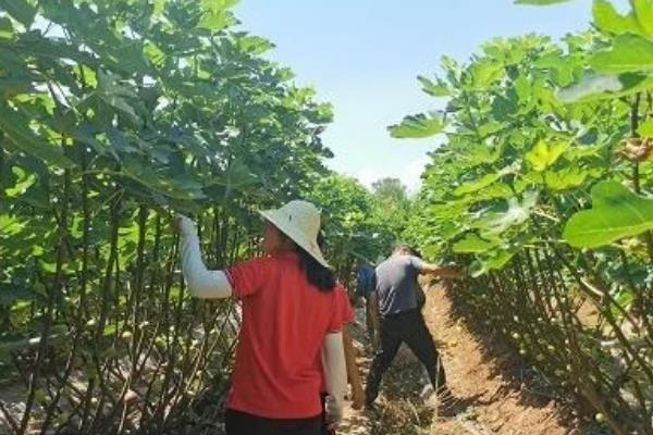 无花果树苗的种植注意事项，需每年修剪一次