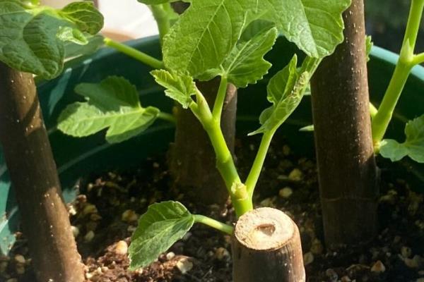 无花果树苗的种植注意事项，需每年修剪一次