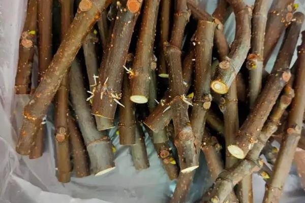 无花果树苗的种植注意事项，需每年修剪一次