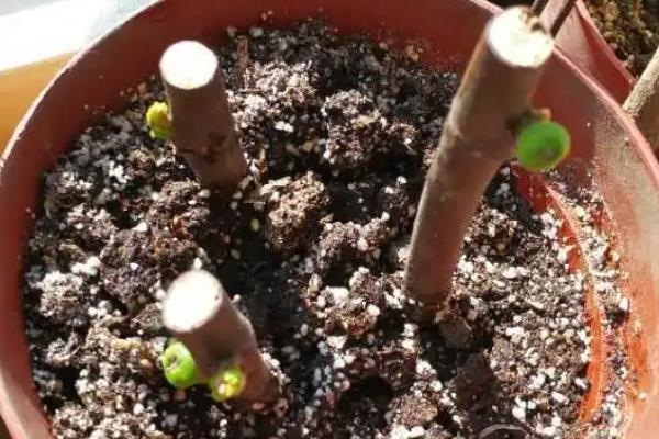 无花果树苗的种植注意事项，需每年修剪一次