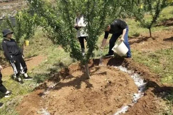 桃树烂根怎么办，剪除腐烂部位再喷施多菌灵