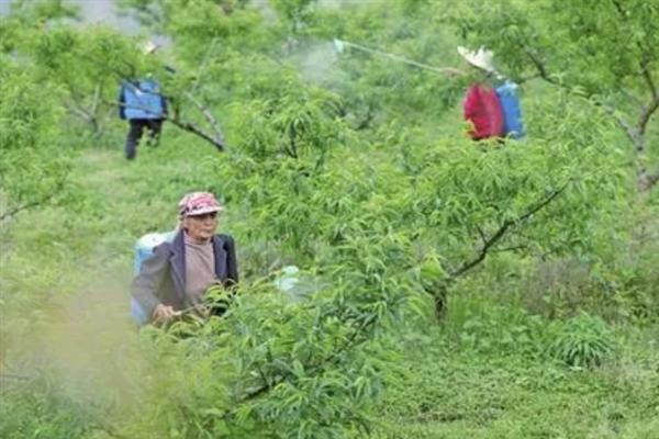 桃树烂根怎么办，剪除腐烂部位再喷施多菌灵