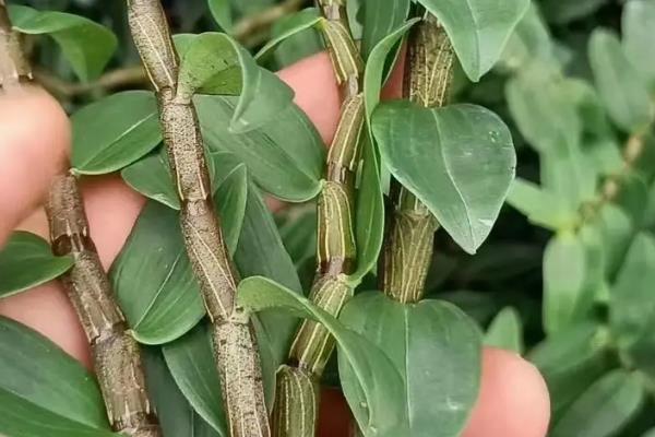 铁皮石斛是什么植物，属于兰科多年生植物
