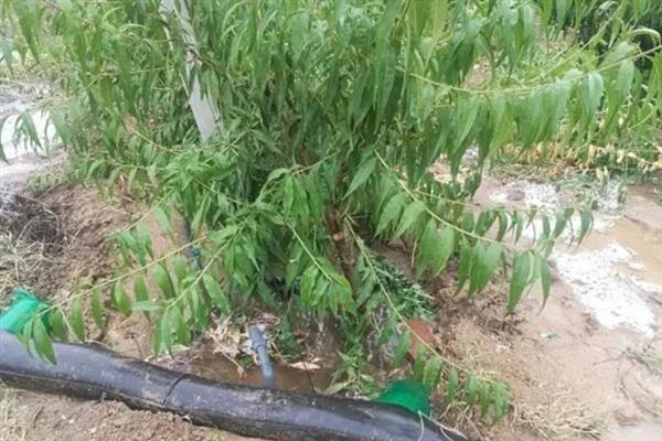 桃树烂根怎么办，剪除腐烂部位再喷施多菌灵