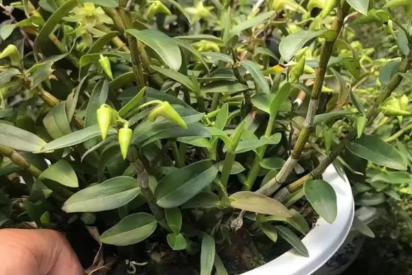铁皮石斛是什么植物，属于兰科多年生植物