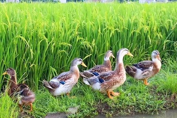 秋季养鸭怎么育肥，关键是饲喂混合饲料