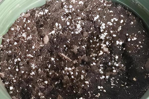 养殖日本红枫的要点,按照见干见湿的方式浇水