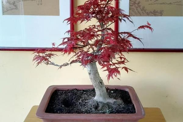 养殖日本红枫的要点,按照见干见湿的方式浇水