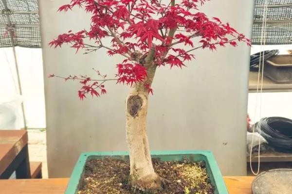 养殖日本红枫的要点,按照见干见湿的方式浇水