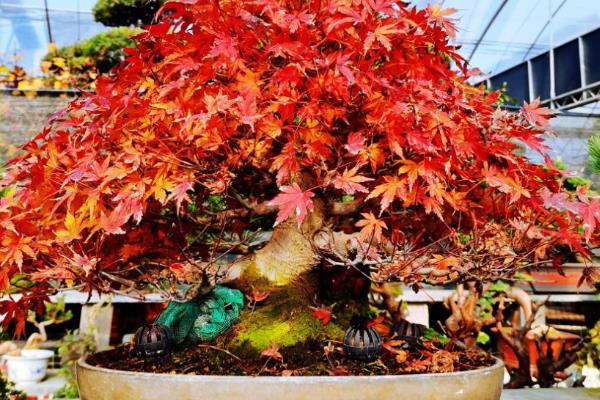 养殖日本红枫的要点,按照见干见湿的方式浇水