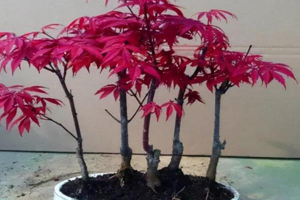 养殖日本红枫的要点,按照见干见湿的方式浇水