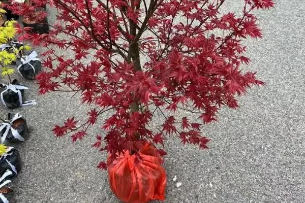 养殖日本红枫的要点,按照见干见湿的方式浇水