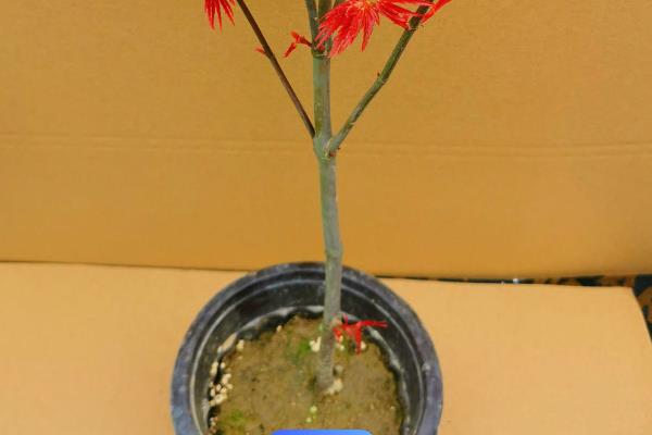 养殖日本红枫的要点,按照见干见湿的方式浇水