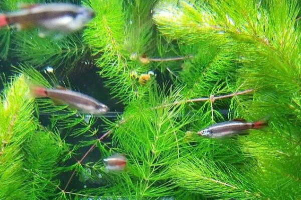 金鱼藻的养殖方法，每隔7-10天换一次水