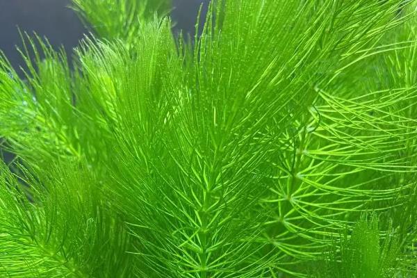 金鱼藻的养殖方法，每隔7-10天换一次水