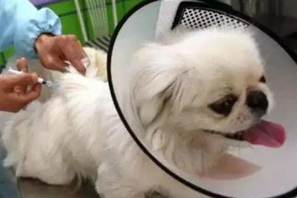 狗体内驱虫适合用什么药，拜宠清、大宠爱等药物是适宜选择