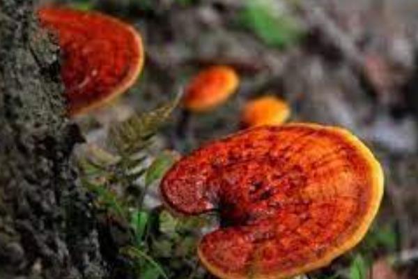 芦阳芝的别名，别名叫灵芝