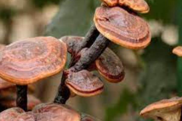 芦阳芝的别名，别名叫灵芝