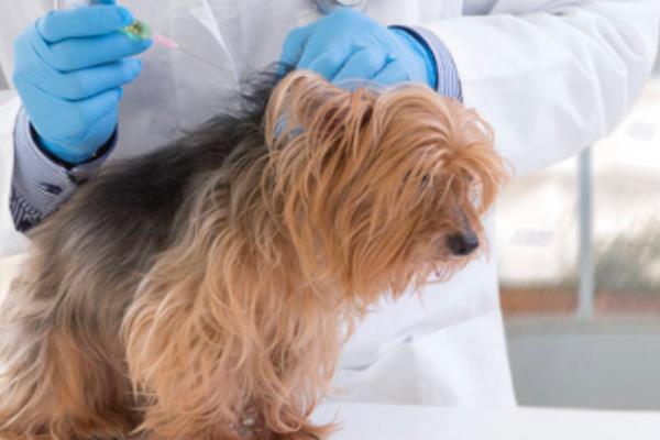 犬患上巴贝斯虫病有什么症状，高烧、精神沉郁、脾脏肿大等情况均有可能出现