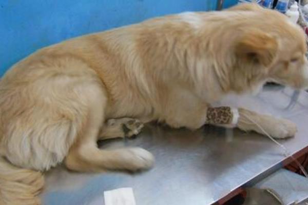 犬患上巴贝斯虫病有什么症状，高烧、精神沉郁、脾脏肿大等情况均有可能出现