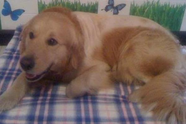 犬患上巴贝斯虫病有什么症状，高烧、精神沉郁、脾脏肿大等情况均有可能出现