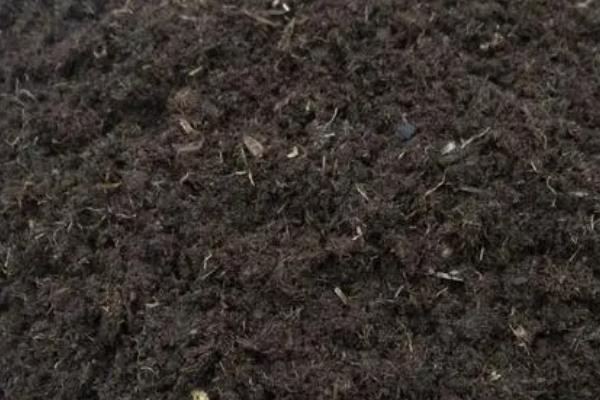 夏天种多肉能不能活，加强管理还是能养活