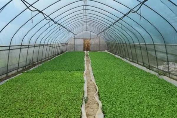 早春冷棚大白菜的种植技术，育苗期间温度要控制在13℃以上