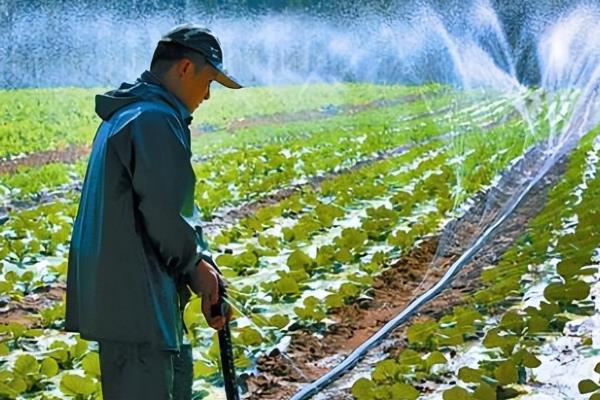 早春冷棚大白菜的种植技术，育苗期间温度要控制在13℃以上