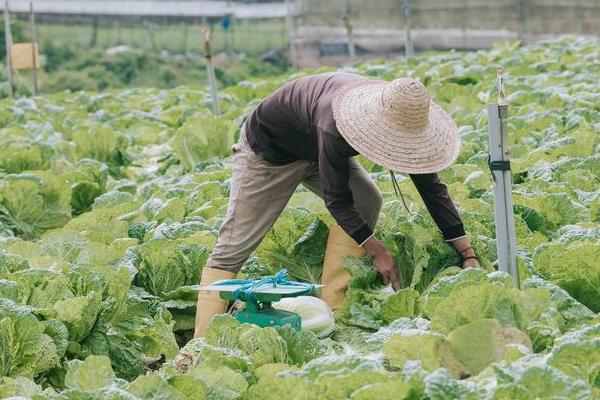早春冷棚大白菜的种植技术，育苗期间温度要控制在13℃以上