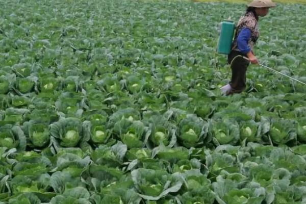 早春冷棚大白菜的种植技术，育苗期间温度要控制在13℃以上
