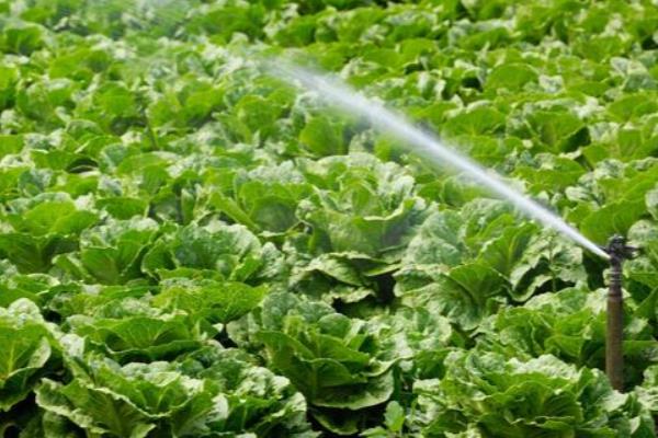 早春冷棚大白菜的种植技术，育苗期间温度要控制在13℃以上