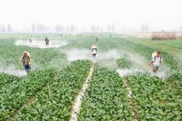 早春冷棚大白菜的种植技术，育苗期间温度要控制在13℃以上