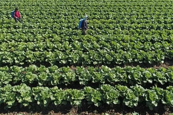早春冷棚大白菜的种植技术，育苗期间温度要控制在13℃以上