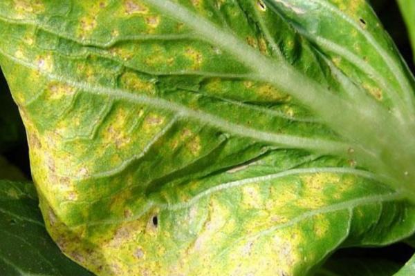 早春冷棚大白菜的种植技术，育苗期间温度要控制在13℃以上