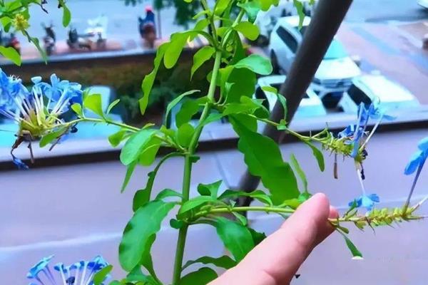 冬天怎么养蓝雪花，要始终为其提供较为充足的光照