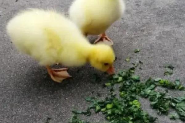 小鹅站立不稳不吃食是得了什么病，可能是感冒了