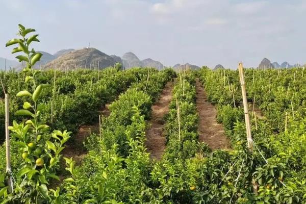 种植砂糖桔有哪些条件，适宜的PH值为5.5-6.5