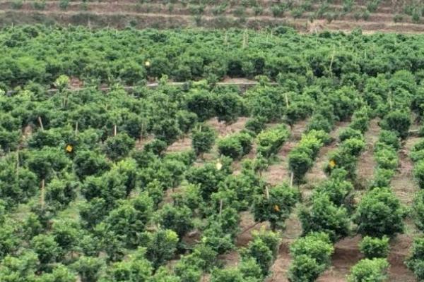 种植砂糖桔有哪些条件，适宜的PH值为5.5-6.5