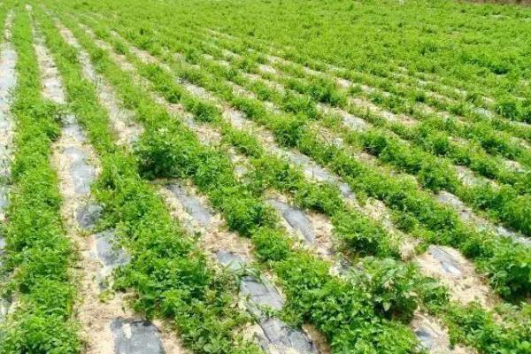 党参的种植技术，一般是在春秋两季进行定植