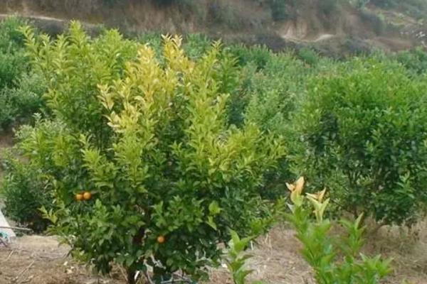 种植砂糖桔有哪些条件，适宜的PH值为5.5-6.5