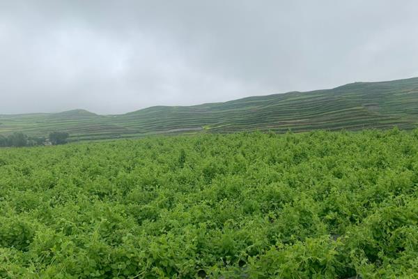 党参的种植技术，一般是在春秋两季进行定植