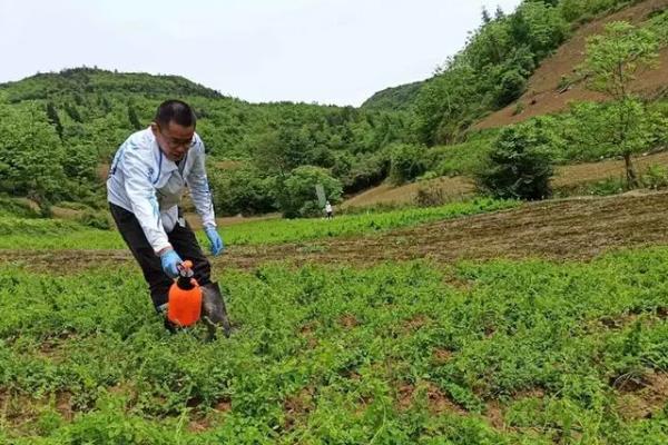 党参的种植技术，一般是在春秋两季进行定植