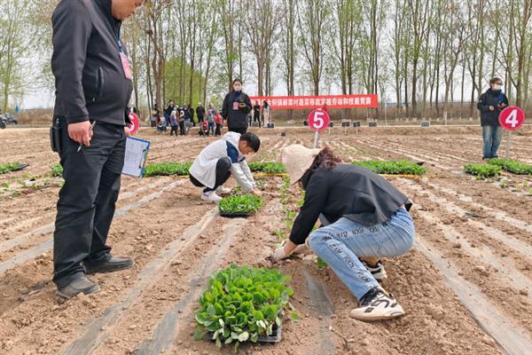 8月至10月份适合种什么菜，可以种萝卜、空心菜、菠菜等