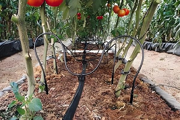 8月至10月份适合种什么菜，可以种萝卜、空心菜、菠菜等