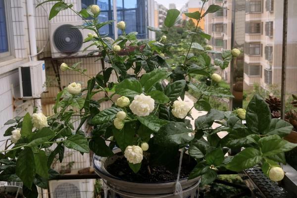 卧室适合摆放什么植物，薄荷、茉莉花、薰衣草等品种均可选择
