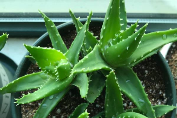 卧室适合摆放什么植物，薄荷、茉莉花、薰衣草等品种均可选择