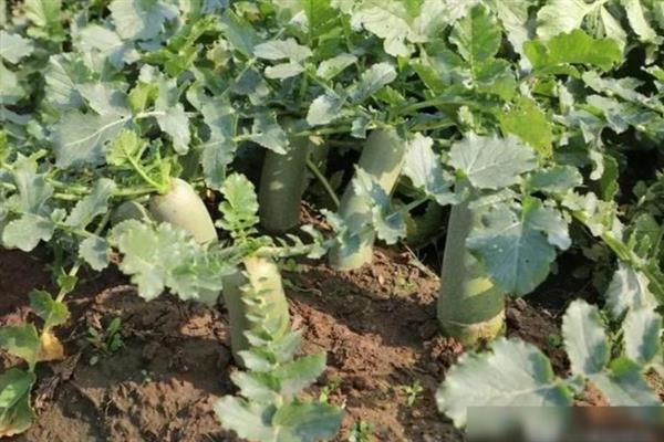 8月至10月份适合种什么菜，可以种萝卜、空心菜、菠菜等