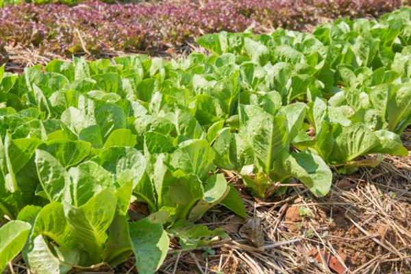 8月至10月份适合种什么菜，可以种萝卜、空心菜、菠菜等